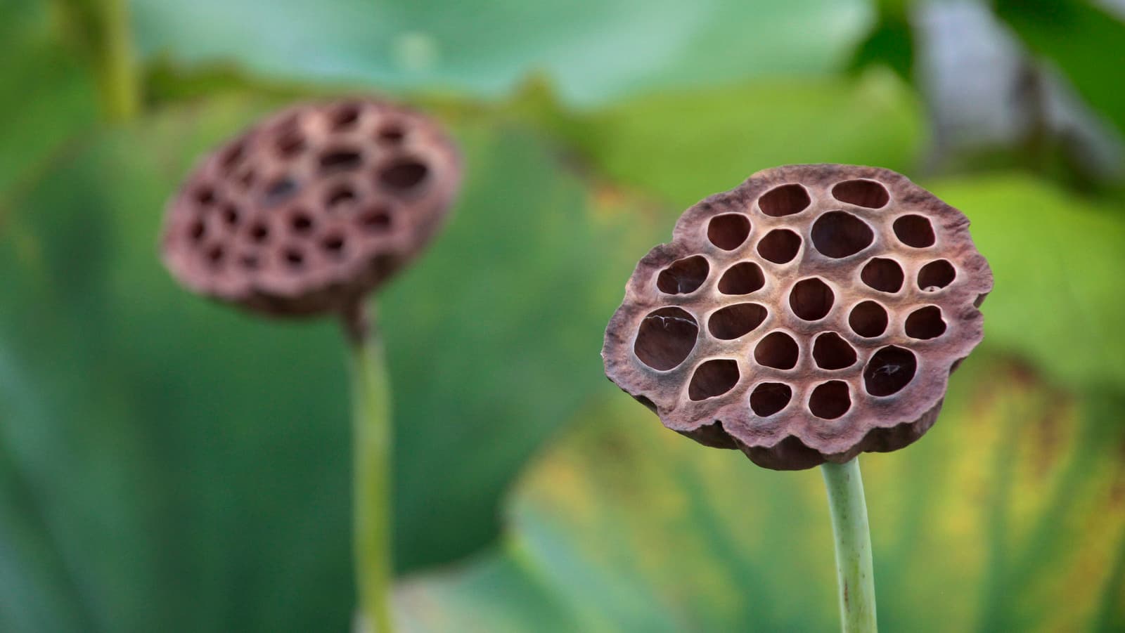 Seed Pod Art Decor: Organic Botanical Wall Pieces from Nature