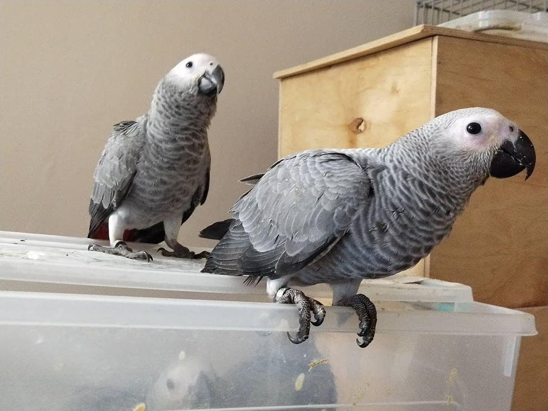 African Grey Parrots for Sale – Safe & Secure Delivery by Amazing Birds Farm