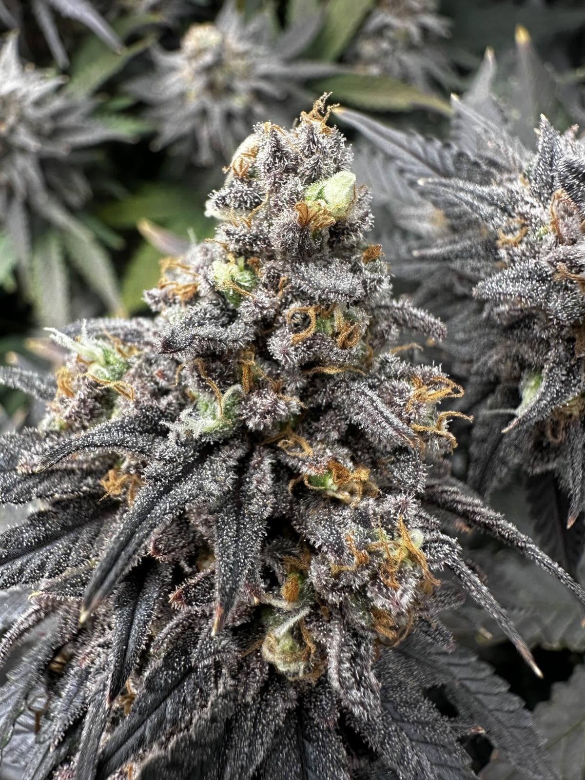 Cannabis Club Hamburg: Nachhaltig, organisiert & fair