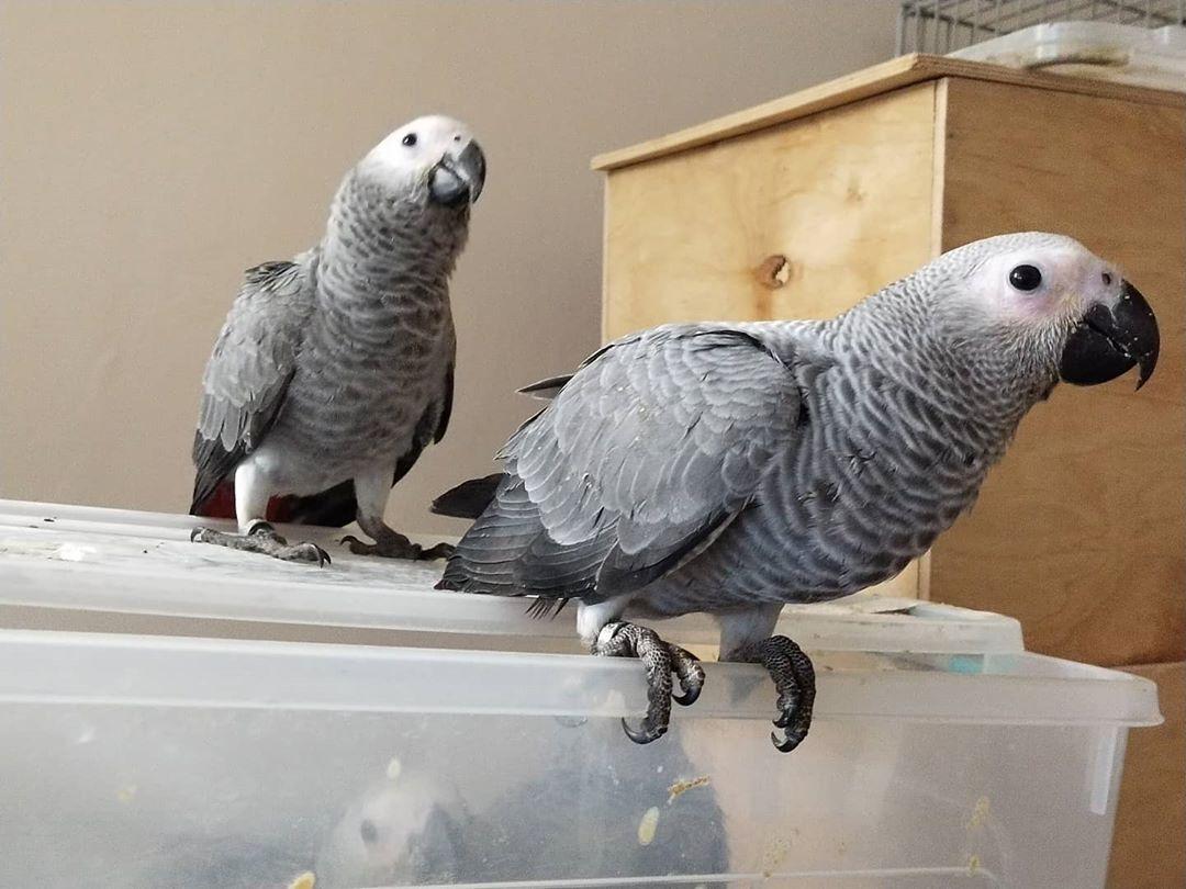 African Grey Parrots for Sale – Safe &amp; Secure Delivery by Amazing Birds Farm
