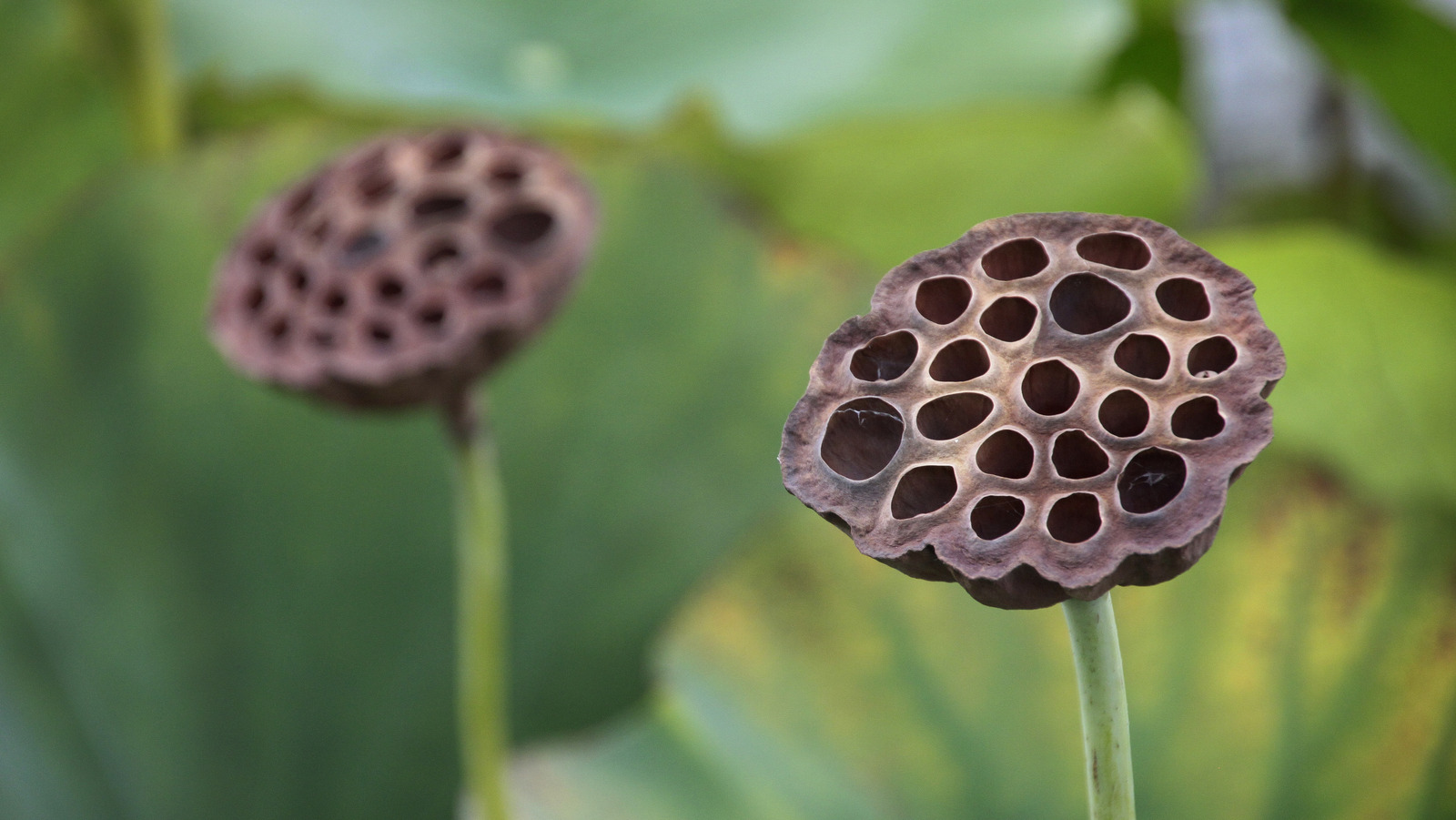 Seed Pod Art Decor: Organic Botanical Wall Pieces from Nature