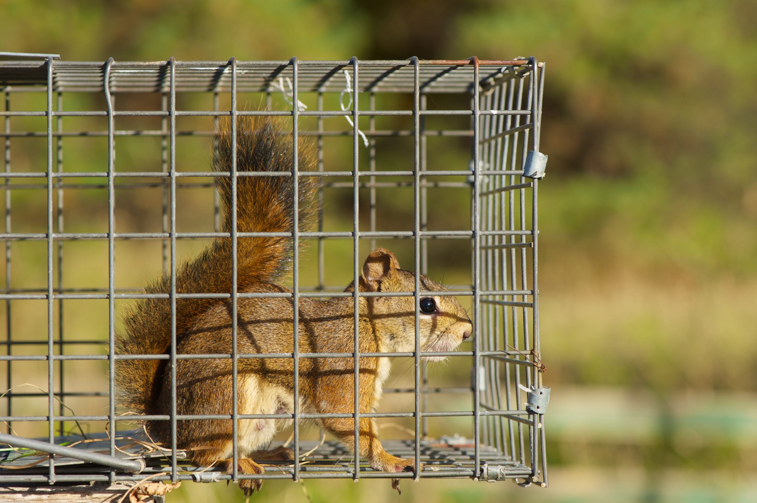 Humane Squirrel Removal Services for a Peaceful Home