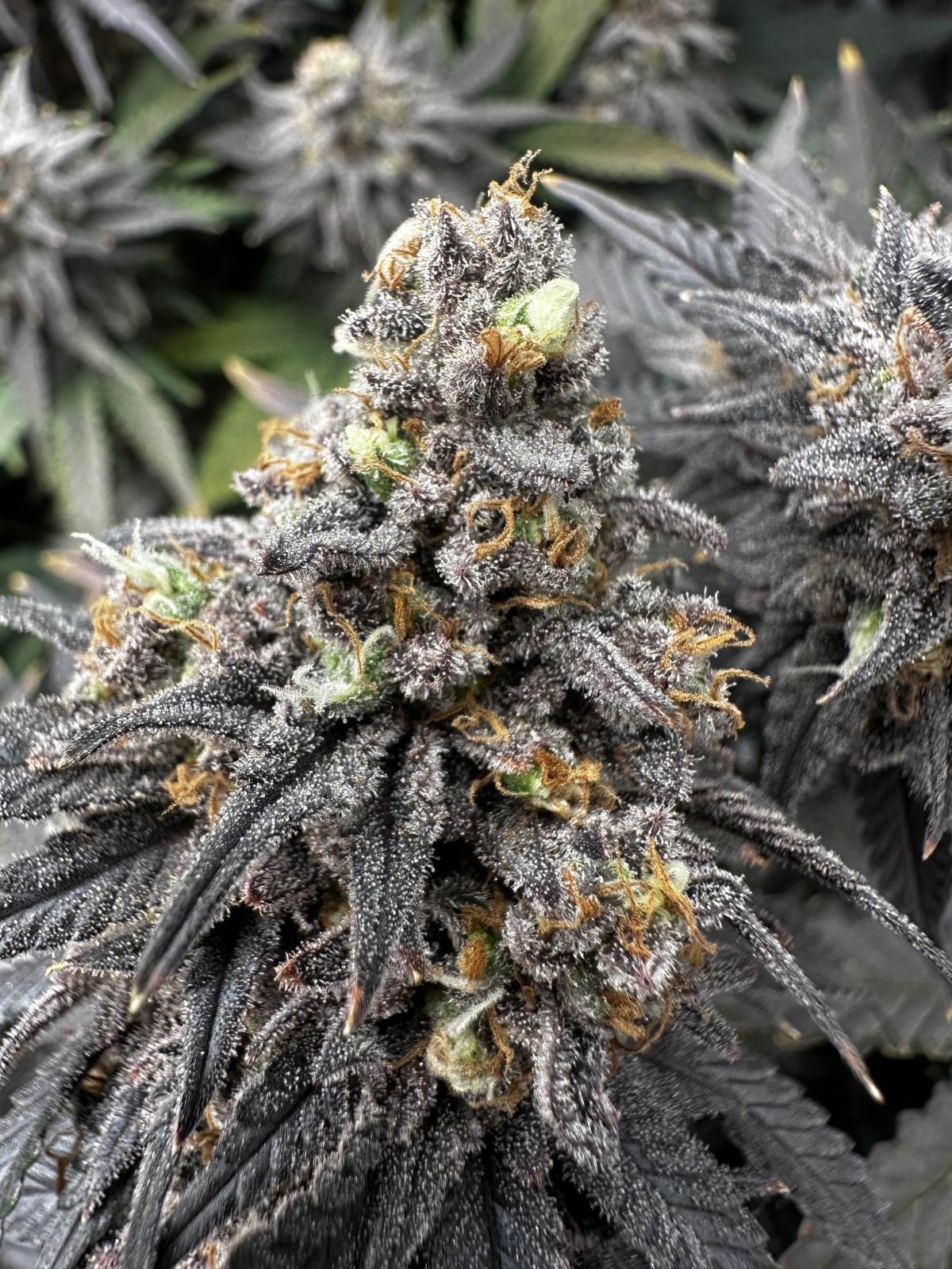 Cannabis Club Hamburg: Nachhaltig, organisiert &amp; fair