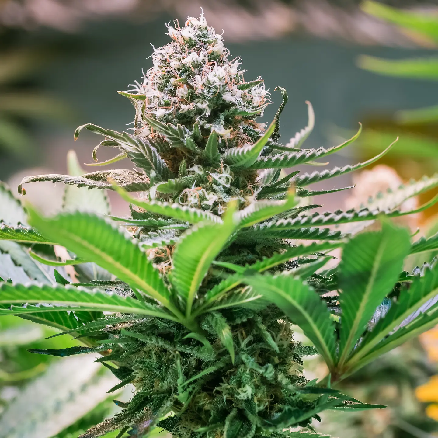 Cannabis club hamburg mit Fokus auf Qualität &amp; Community