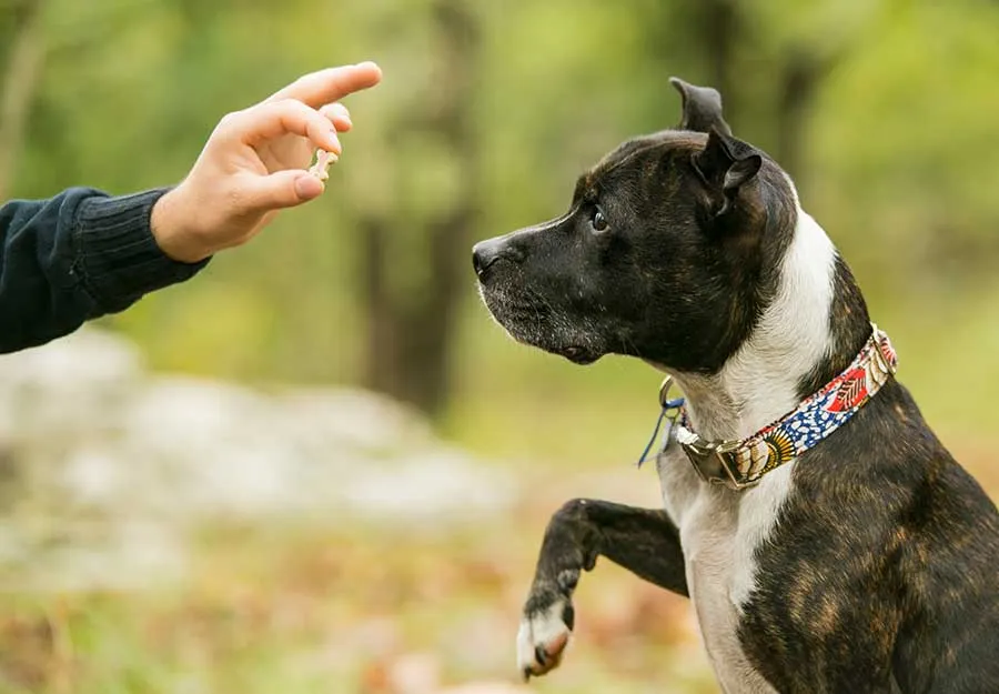 Dog Trainer on TV Shares Expert Tips for Your Pet