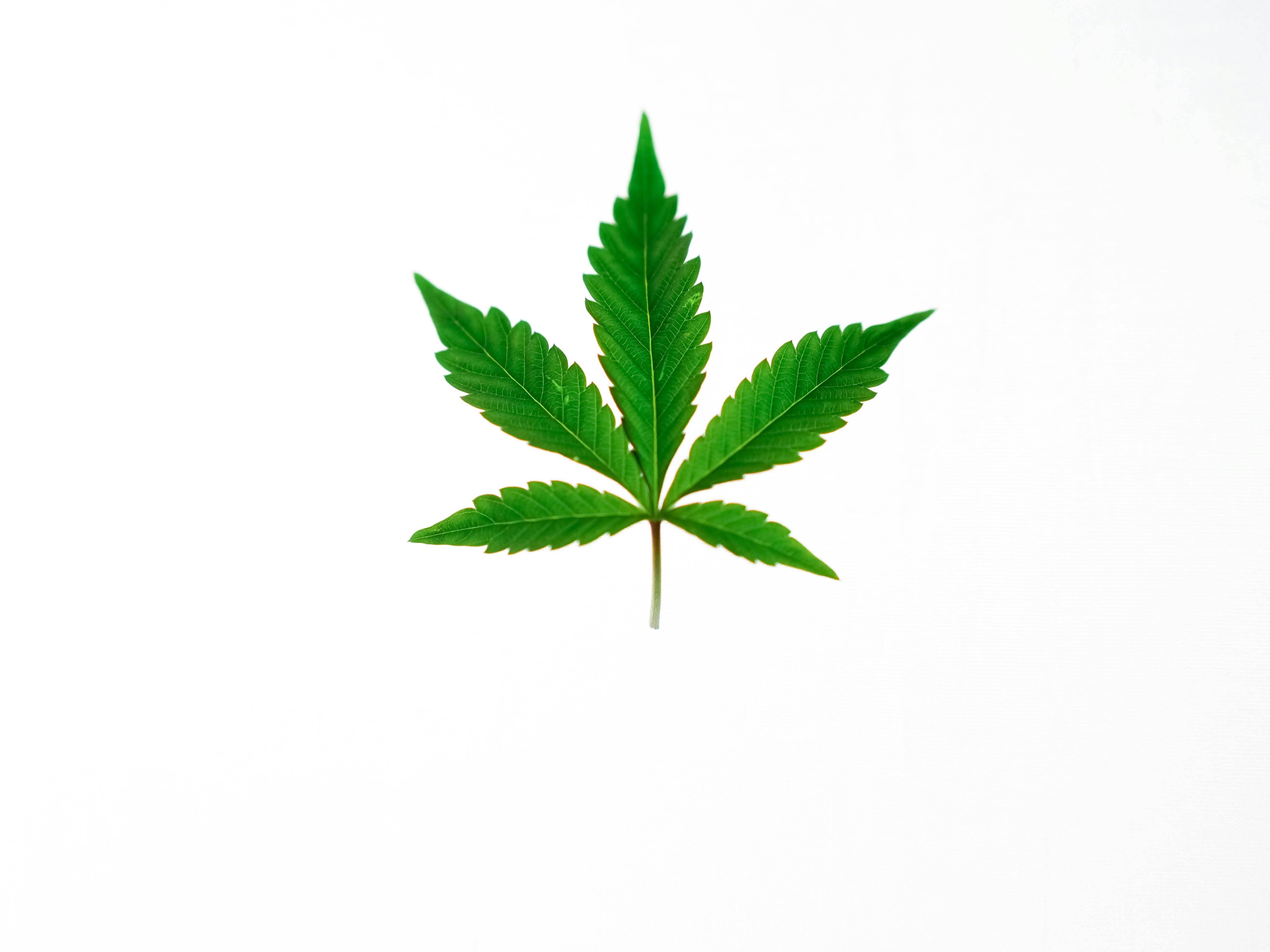 CANNABIS IN MEDIA: HOW IT INFLUENCES FOOD AND LIFESTYLE TRENDS