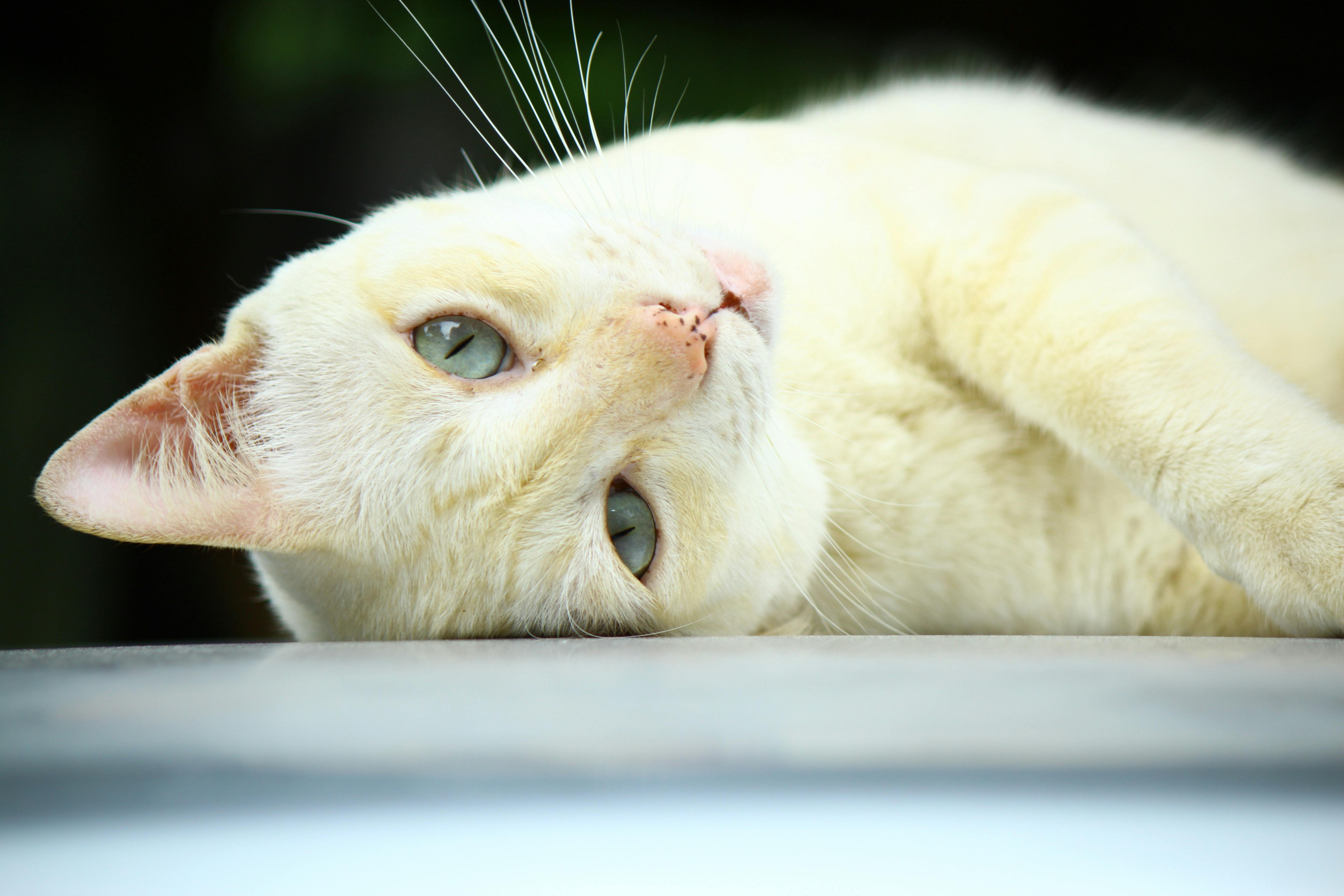 Maine Coon Cats for Sale – Beautiful Kittens Available in California