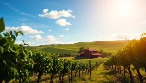 Captivating view of Clarksburg, CA, with vineyards and a rustic farmhouse under golden sunlight.